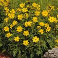 Cosmos Sulphureus